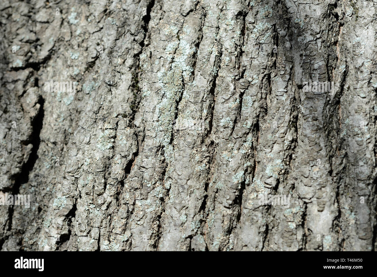 Texture of tree bark illuminated by the sun close up. Natural ...