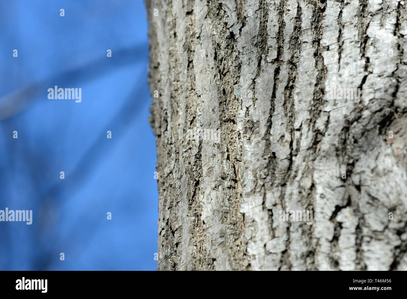 Texture of tree bark illuminated by the sun close up. Natural ...