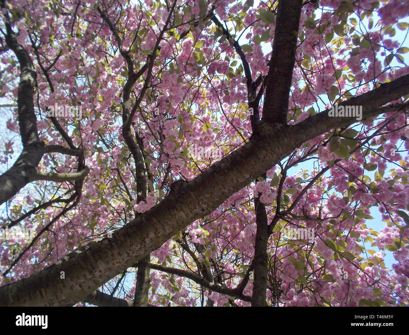 Green tree branches tiny hi-res stock photography and images - Alamy