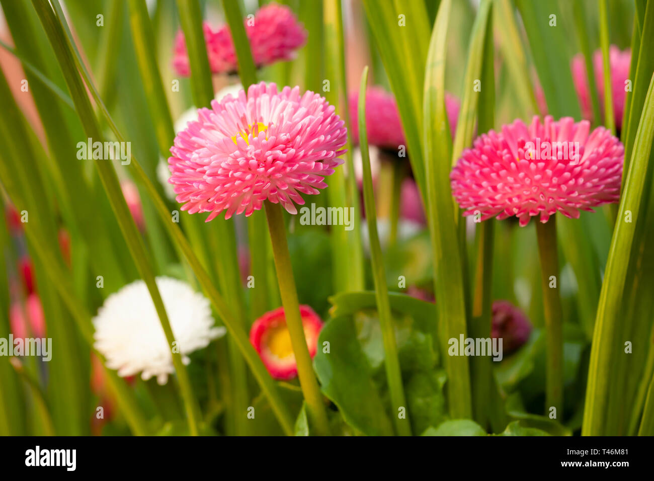 Spring daisy flowers close up with red and pink colors. Bellis perensis daisy plants and green shoots in evening sun. Stock Photo