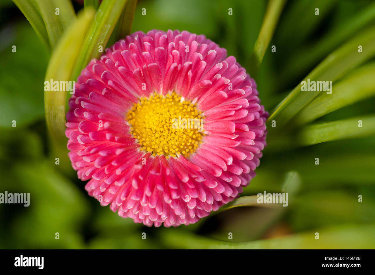 Macro flower head of a pink Bellis perensis daisy with a yellow center. High detail close up garden image in spring time Stock Photo