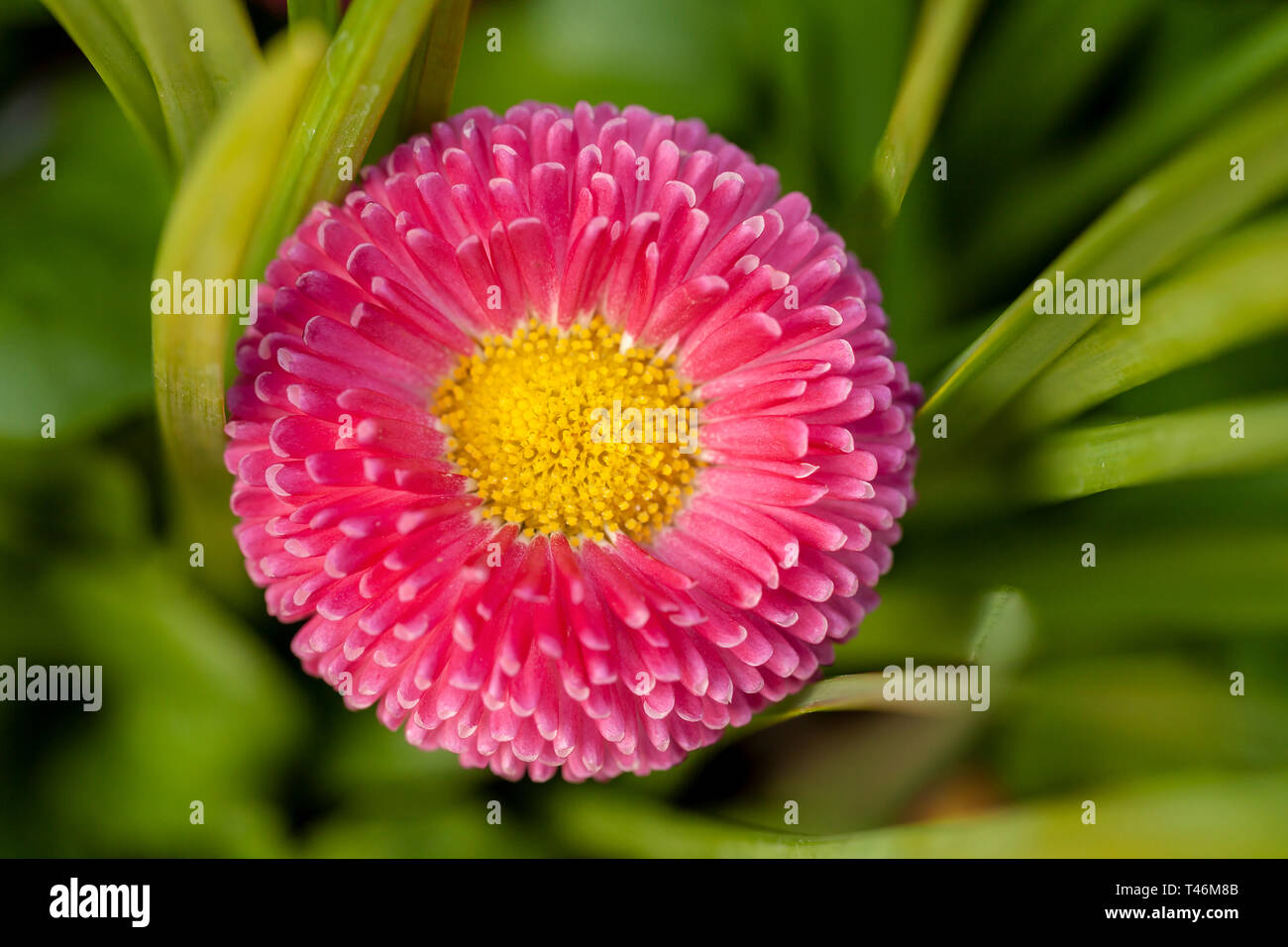 Pink flowers yellow center hi-res stock photography and images - Alamy