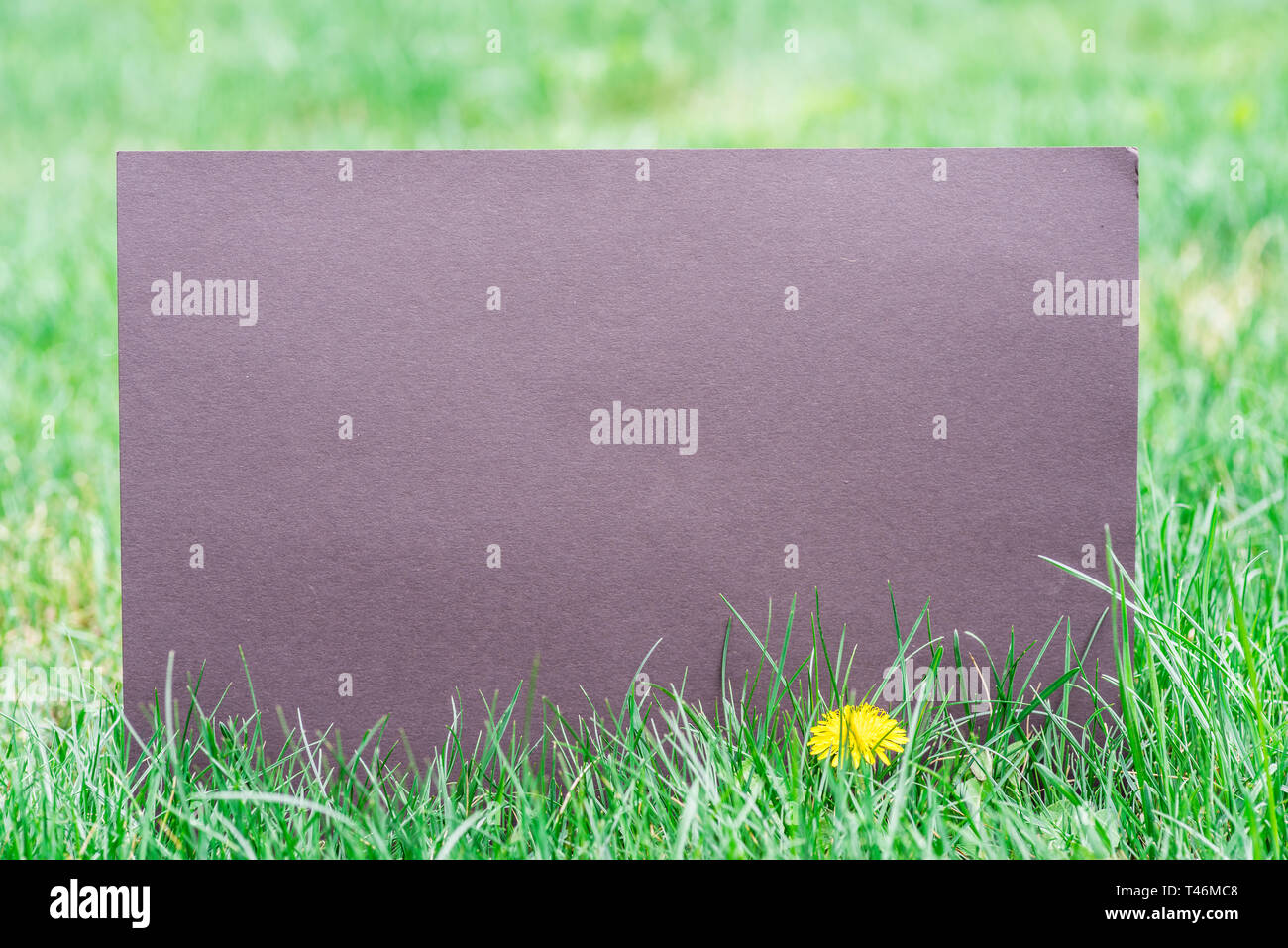 Purple paper blank on the green grass. Green grass as a frame. Stock Photo