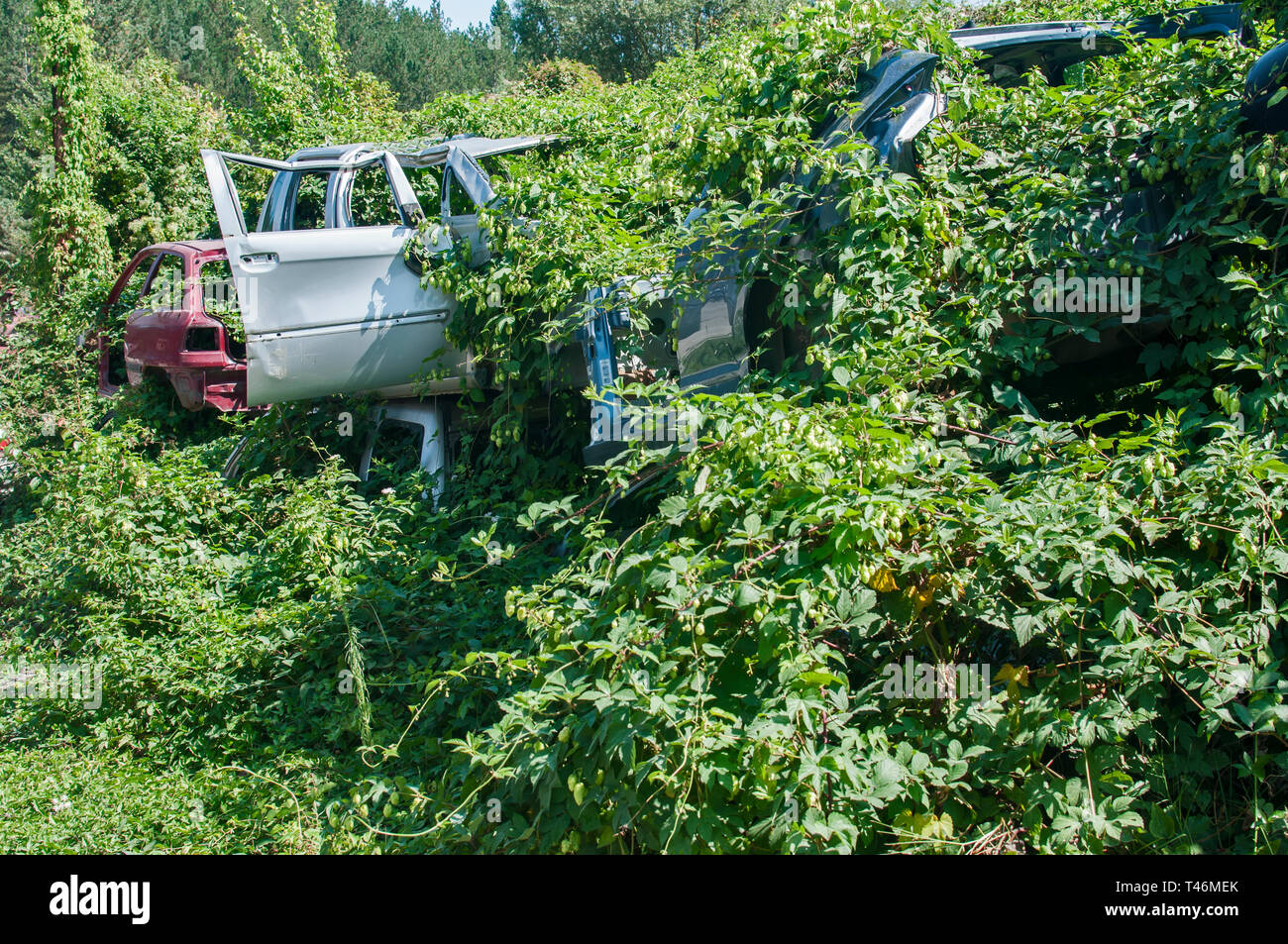Old crushed cars bodies stored in auto wrecking junk yard for scrap and