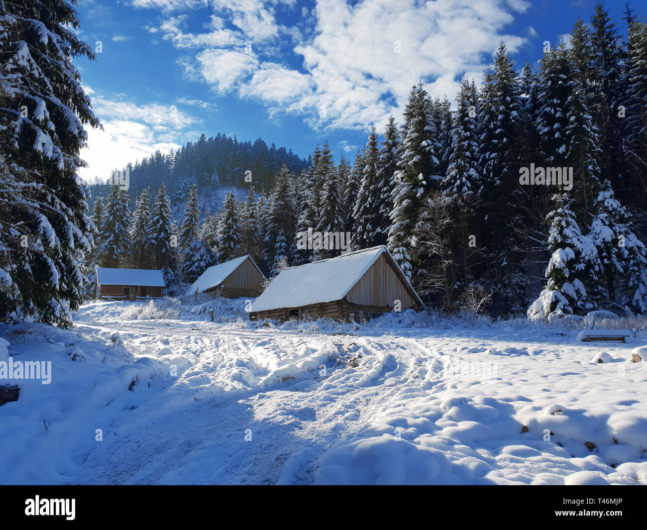 Beautiful winter landscape. Green firs and wooden houses covered with ...
