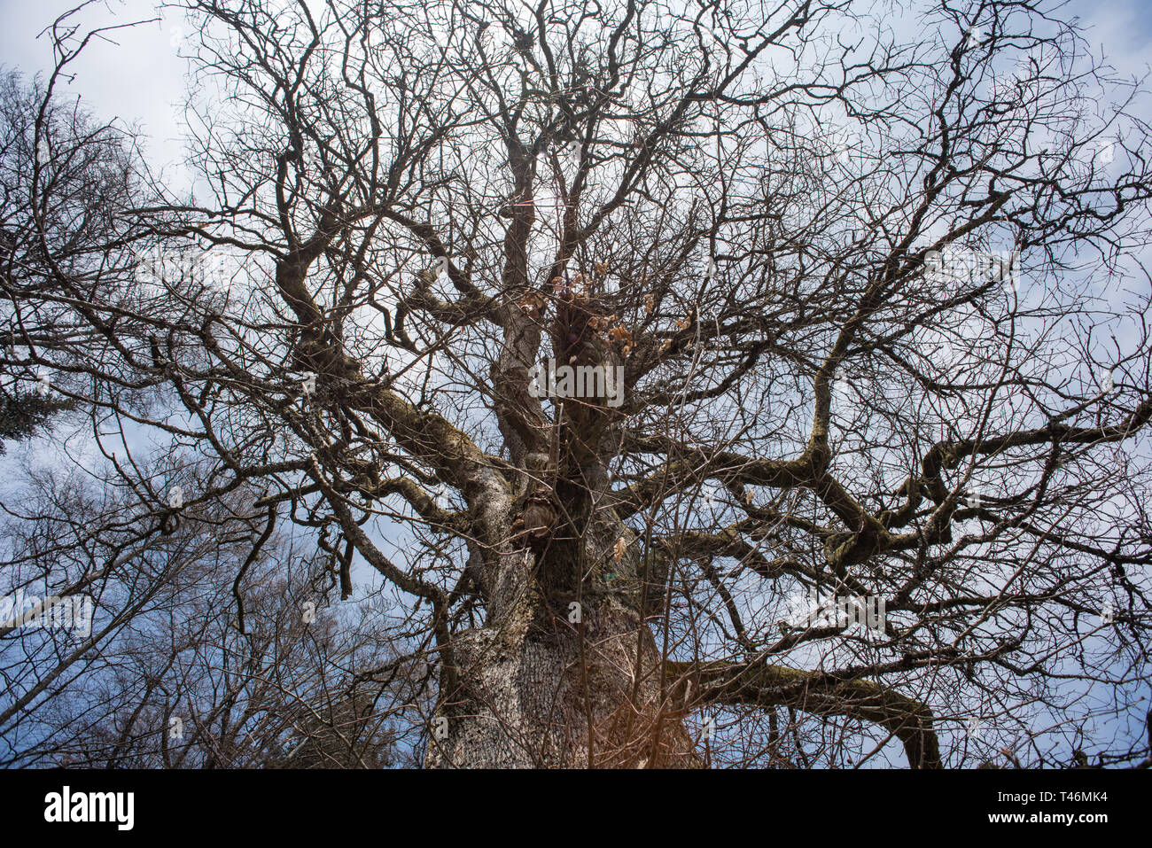 old big oak tree Stock Photo Alamy