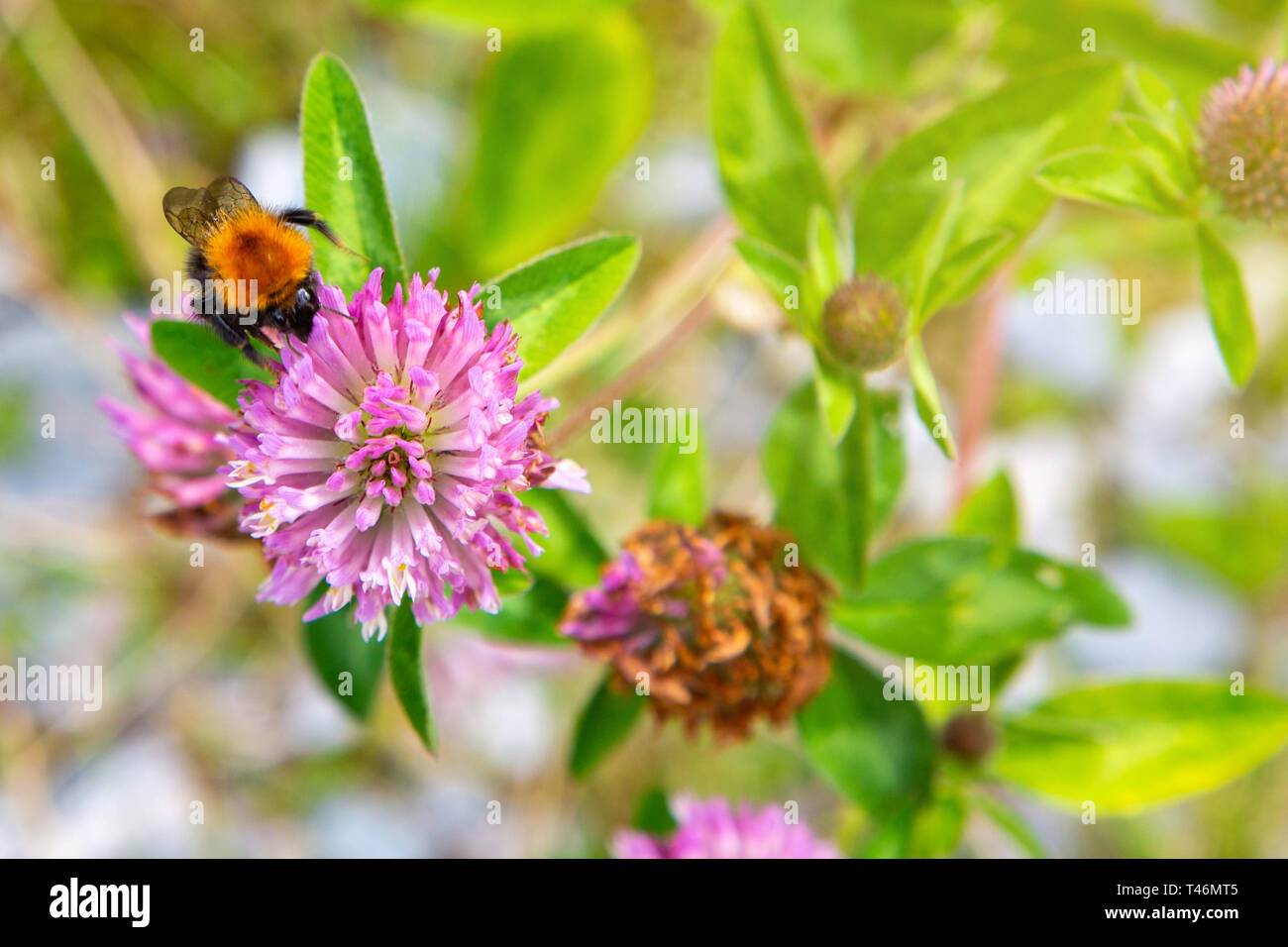 Bumblebee on hop flower,close up. Details of a bumblebee on a wild flowers. Bumble bee collecting pollen on pink flower. Closeup of garden bumblebee. Stock Photo
