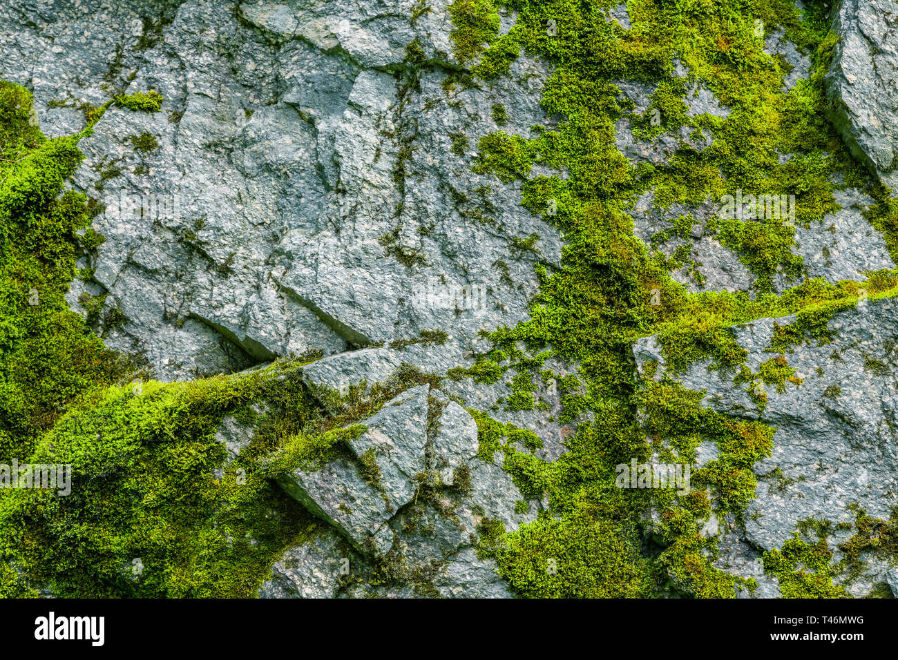 Moss on a rock face. Relief and texture of stone with patterns and moss. Stone natural background. Stone with Moss. Stock Photo