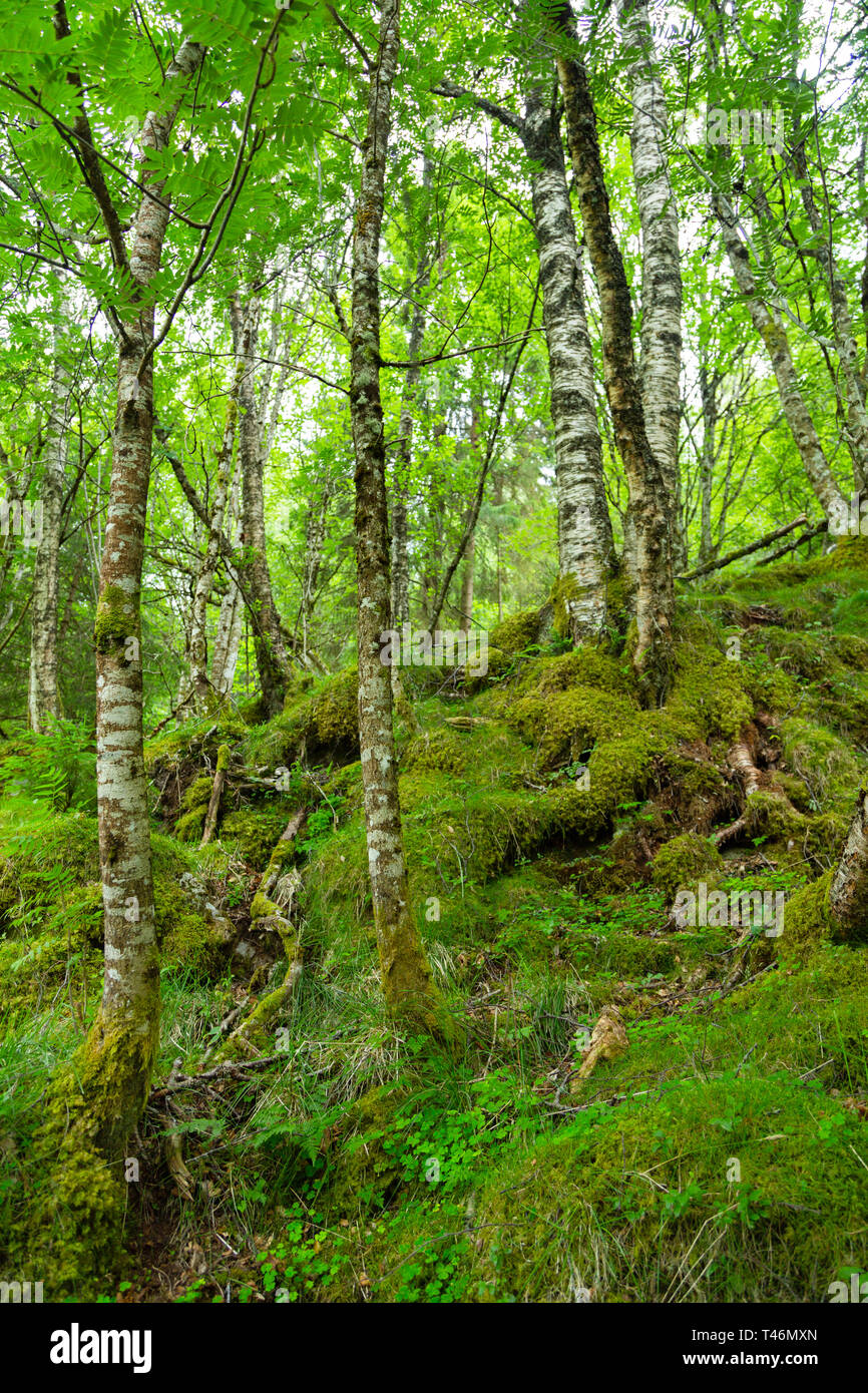 Arctic forest, Norway. Gnarled dwarf birches and fern. Thick wild forest in Norway in the summer. The trees are covered in moss. Stock Photo