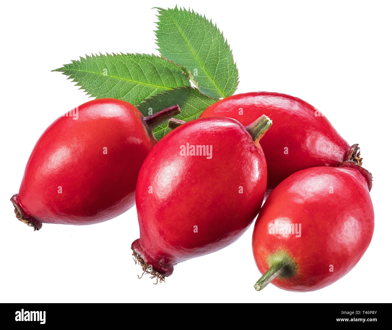 Wild Berry Rosa Wild rose berries hi-res stock photography and images - Alamy
