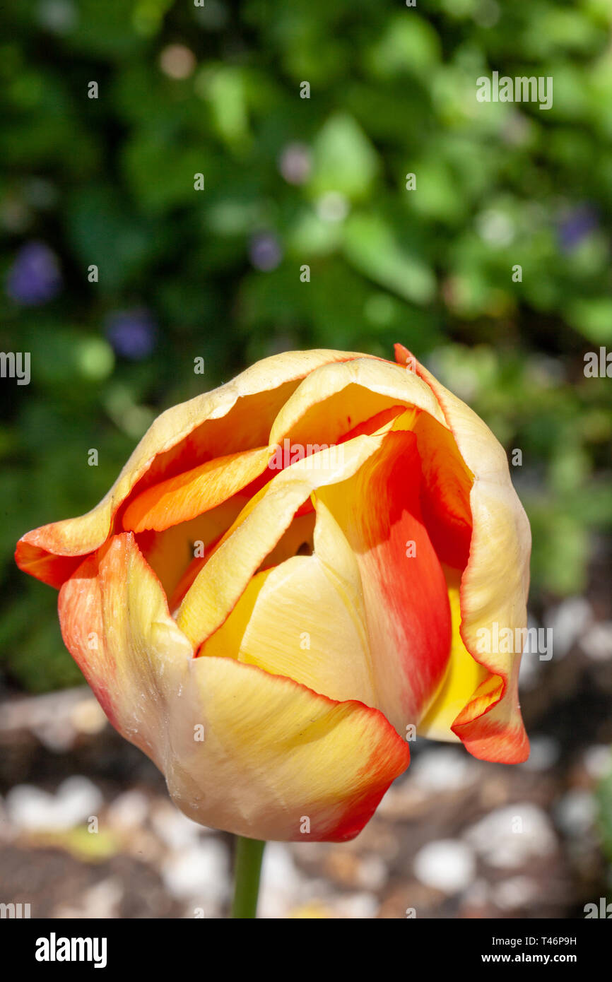 close up of tulip head Stock Photo