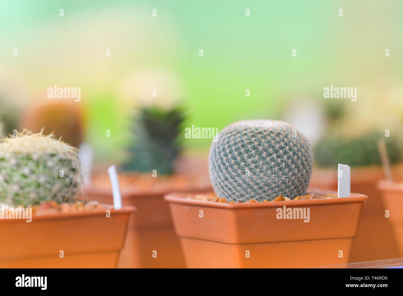 Collection of various cactus and succulent plants Stock Photo Alamy
