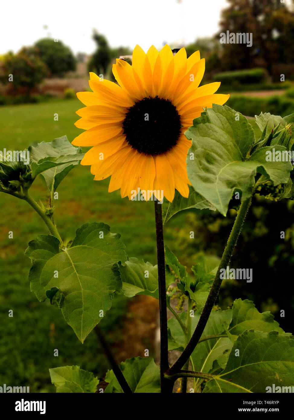 Sunflower in field Stock Photo - Alamy