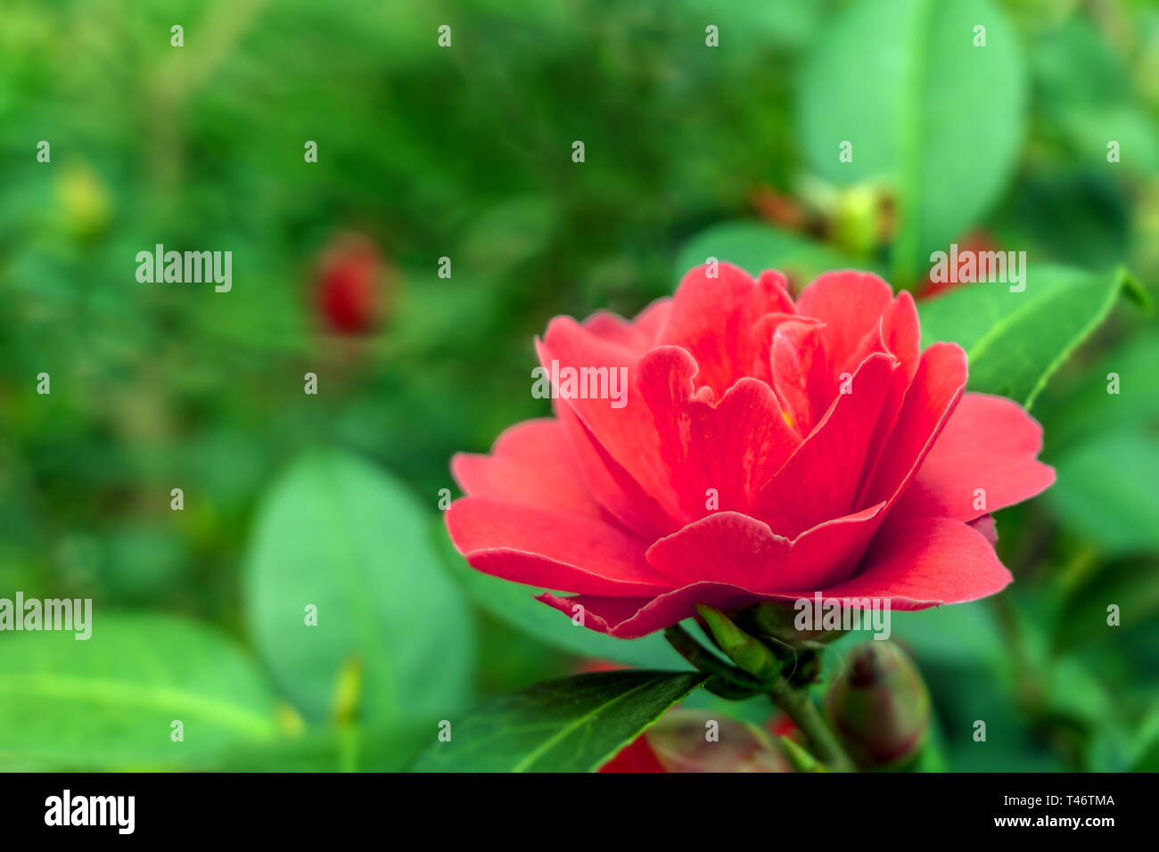 Close-up of a red Camellia freedom bell (Japanese Camellia) Flower with green Leaves in the Background. View of a purple Camellia Flower. Stock Photo