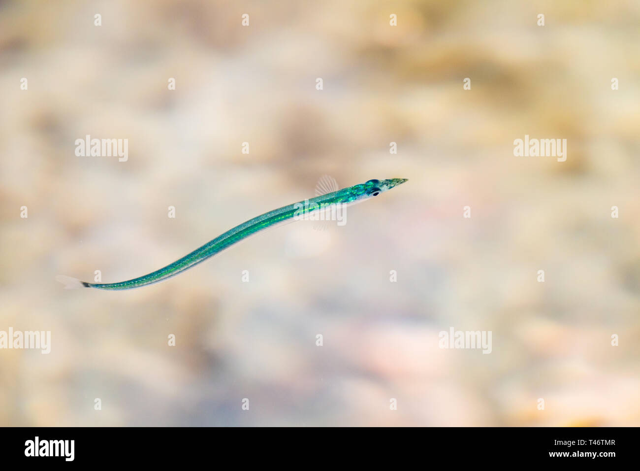Lesser sand eel hi-res stock photography and images - Alamy