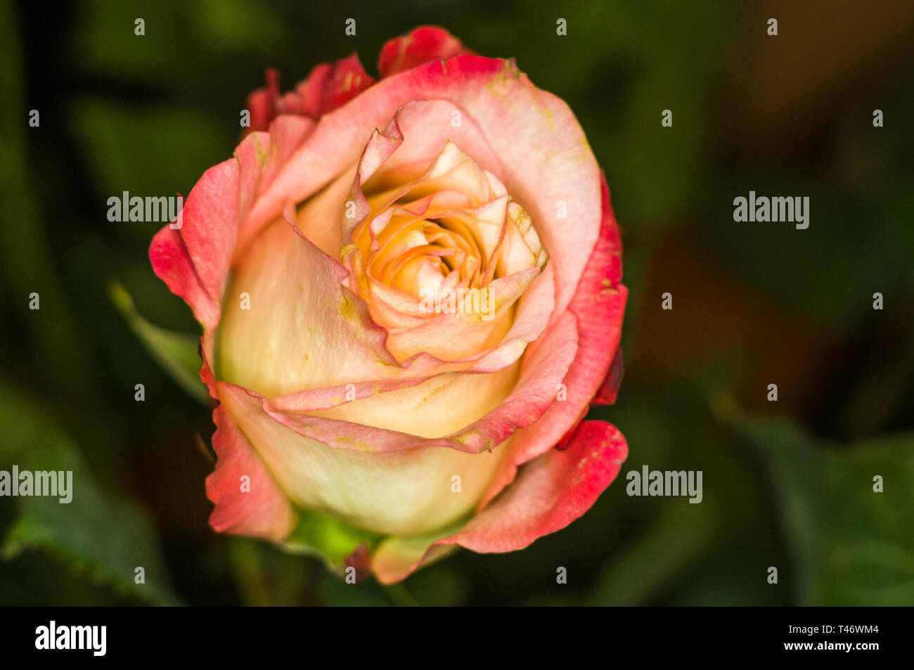 Beautiful yellow-red Rose flower on dark background. Nature. Greeting ...