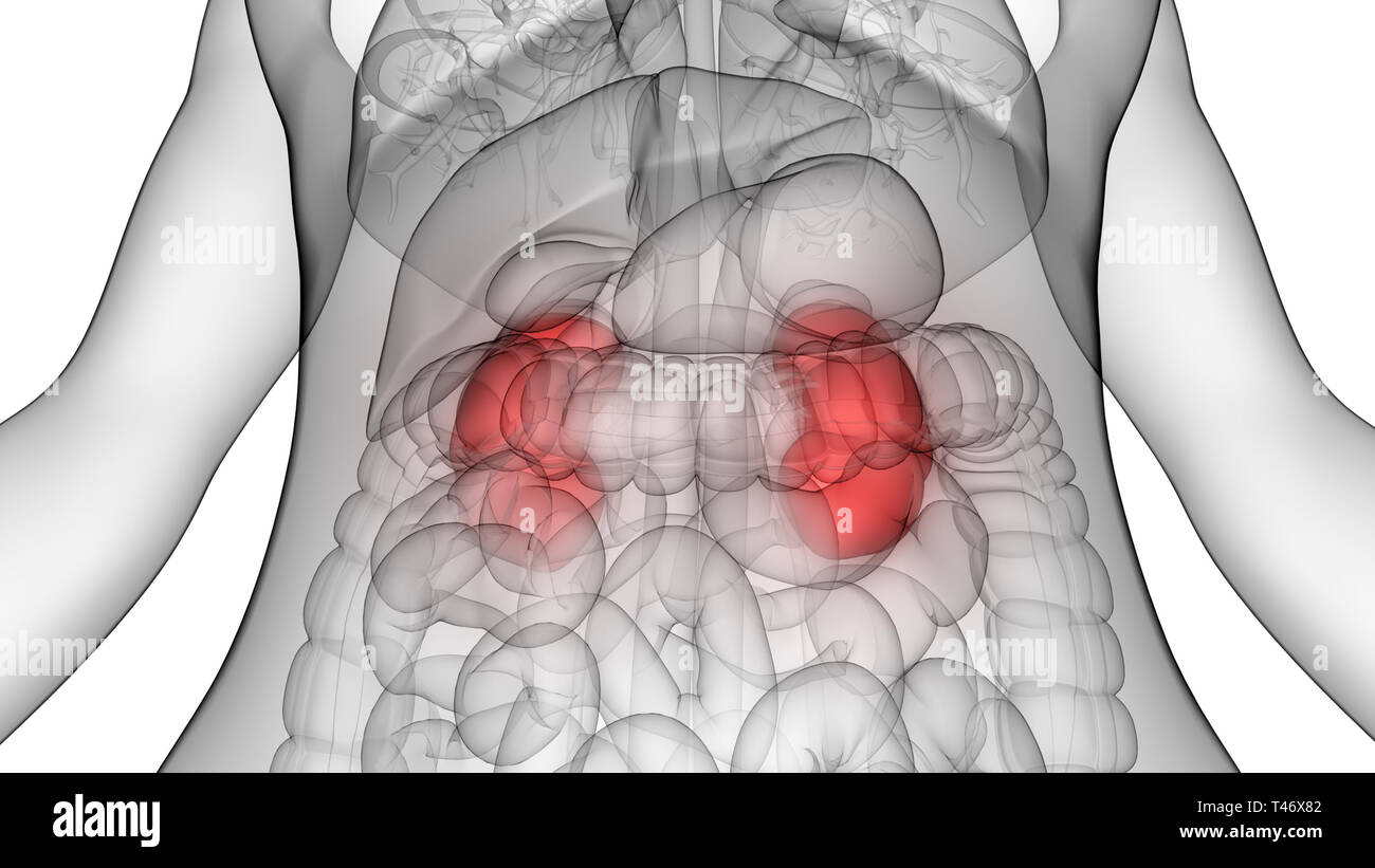 Urethra Female High Resolution Stock Photography and Images - Alamy