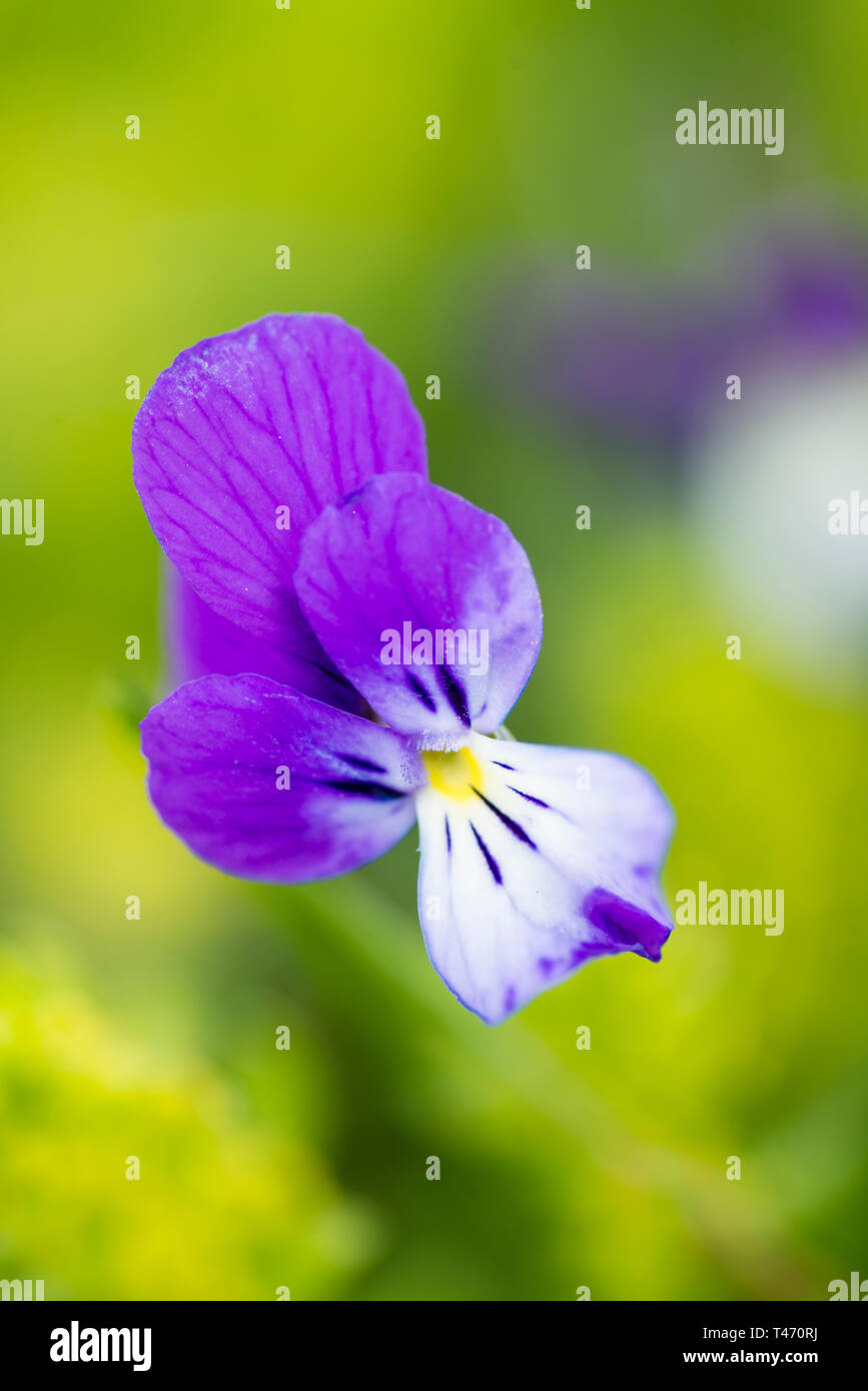 Violet, Montseny nature reserve, Spain Stock Photo