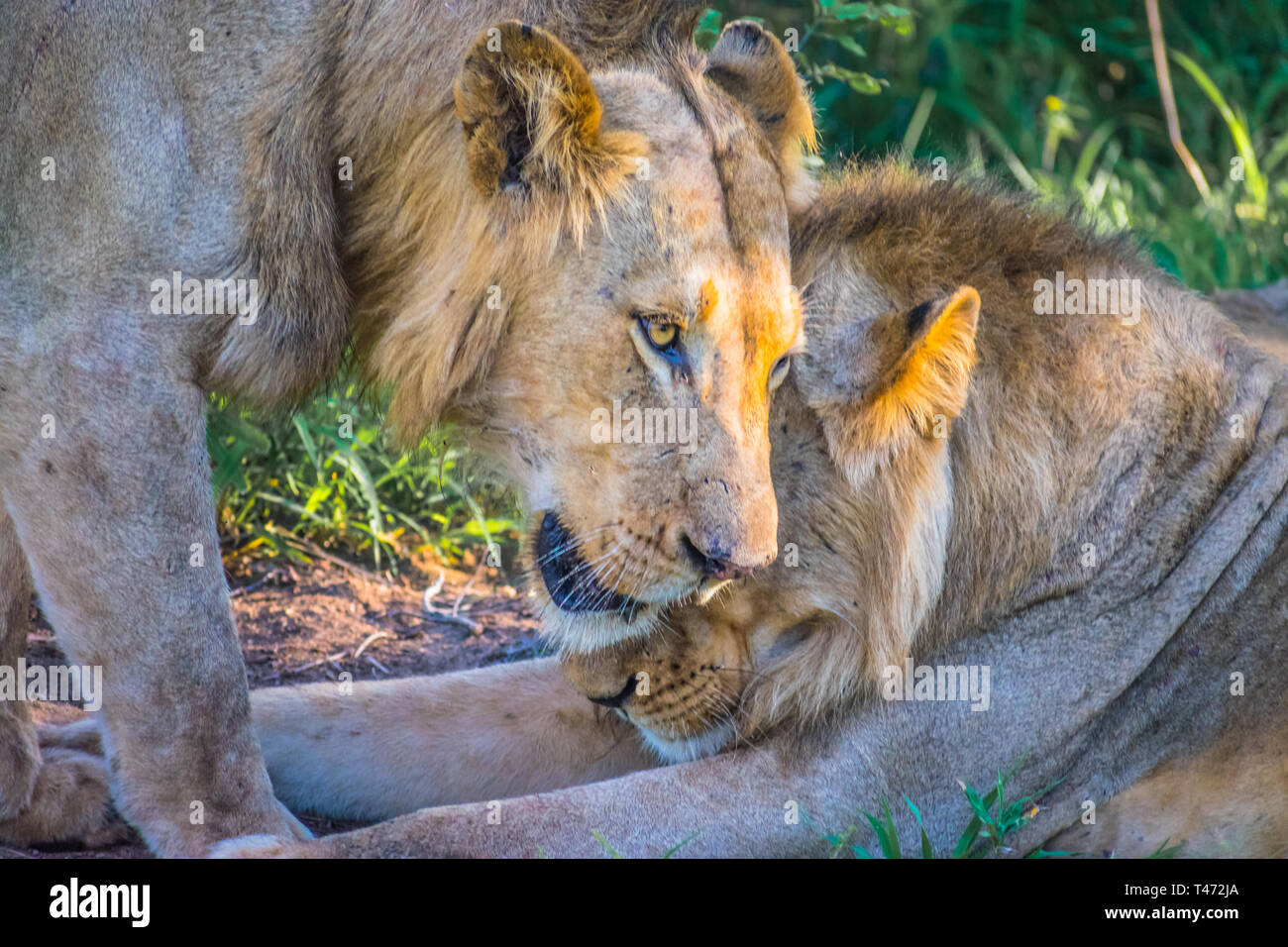 Lions relaxing in shade hi-res stock photography and images - Alamy