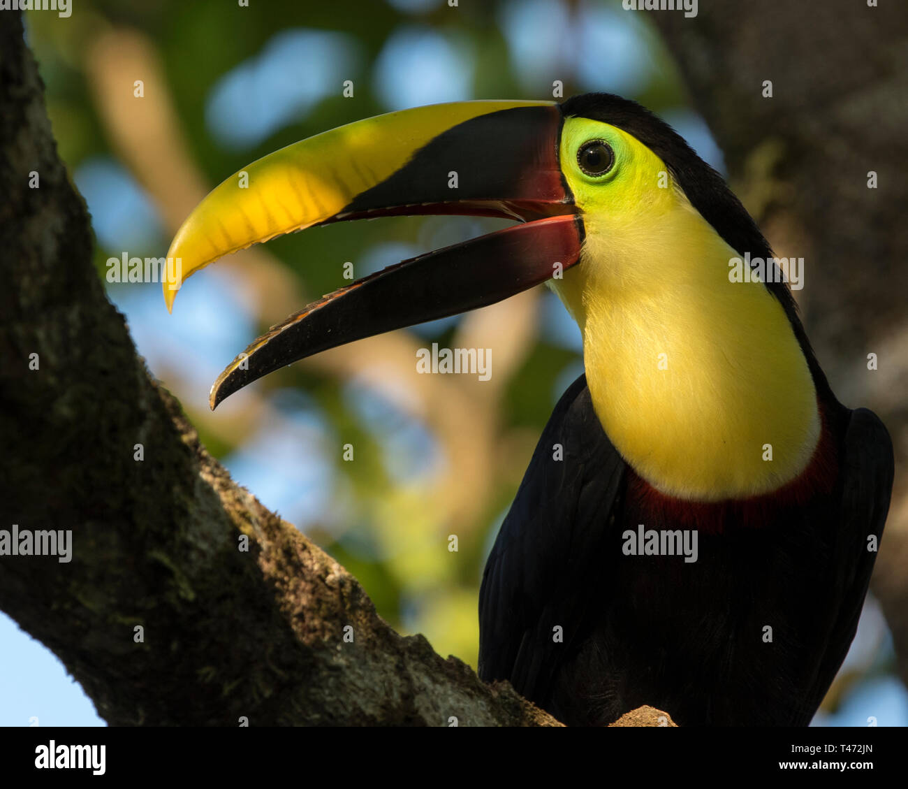 Toucan Costa Rica, Chestnut Mandibled Toucan, Drake Bay, Osa Peninsula wildlife. Ramphastos ambiguus swainsonii Stock Photo