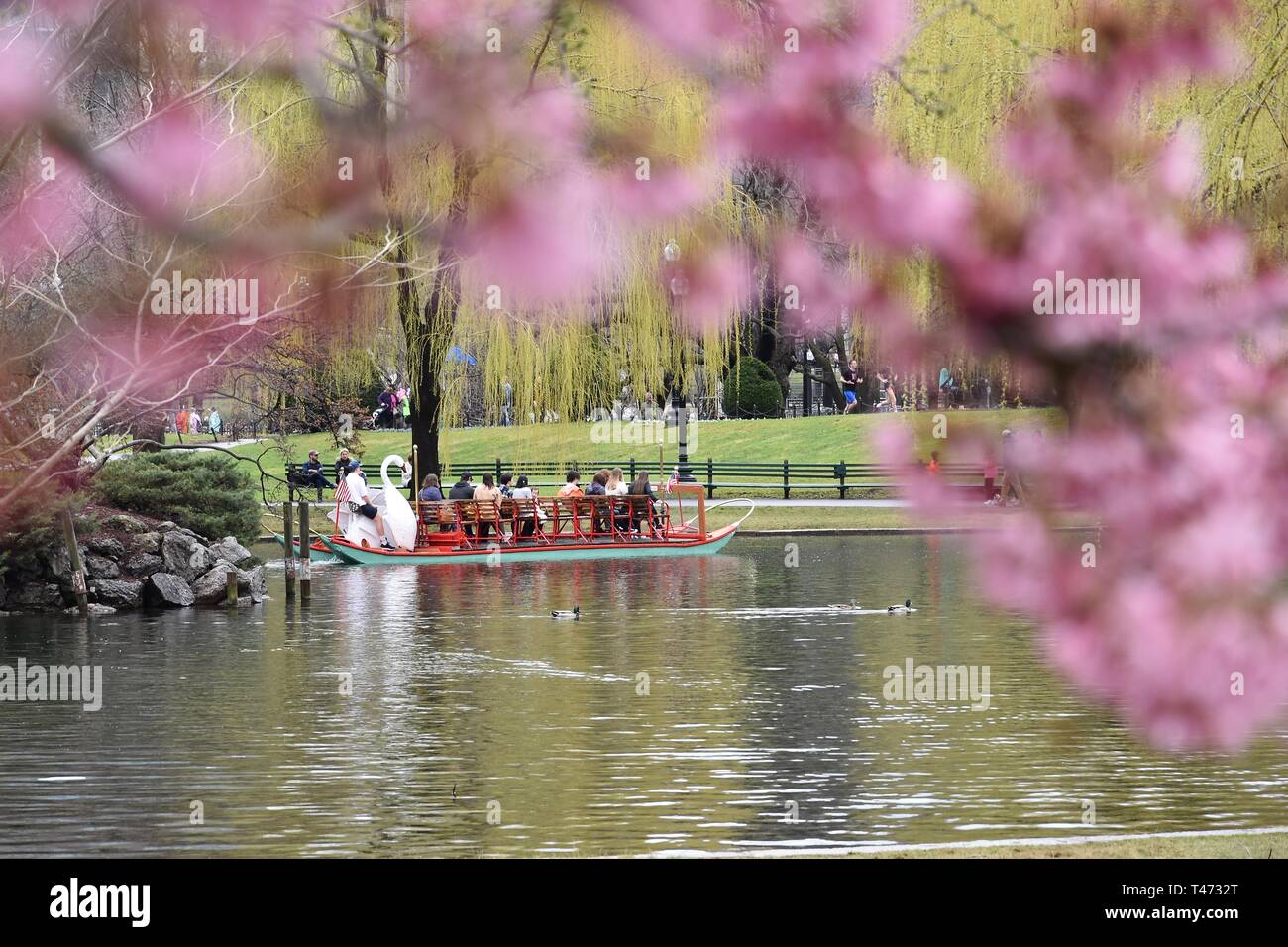 Spring Cherry Blossoms in the Boston Public Garden featuring the iconic ...