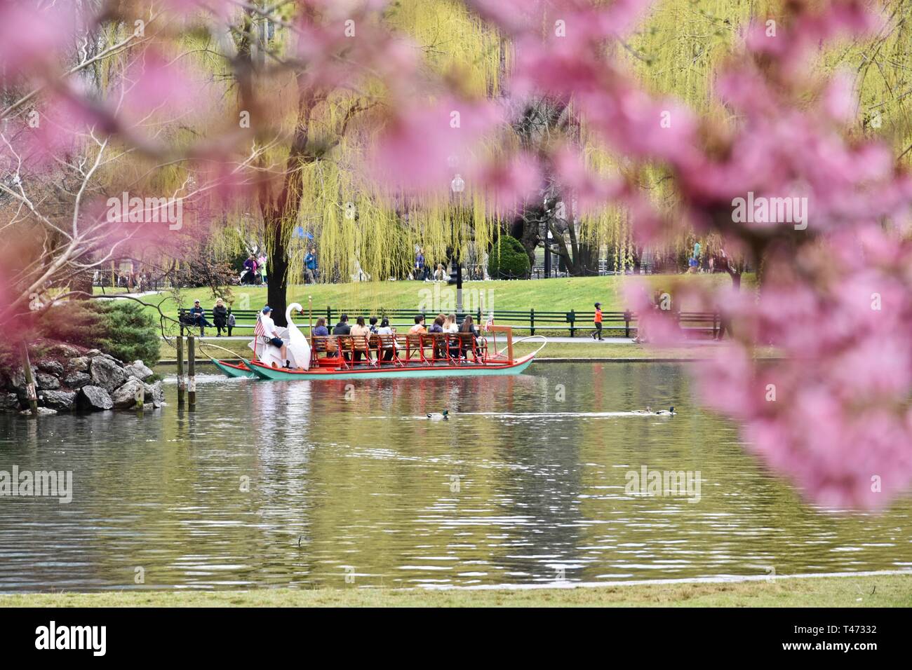 Spring Cherry Blossoms in the Boston Public Garden featuring the iconic ...
