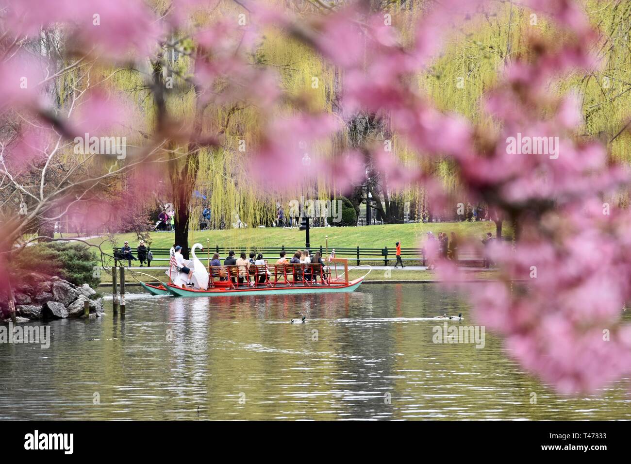 Spring Cherry Blossoms in the Boston Public Garden featuring the iconic ...