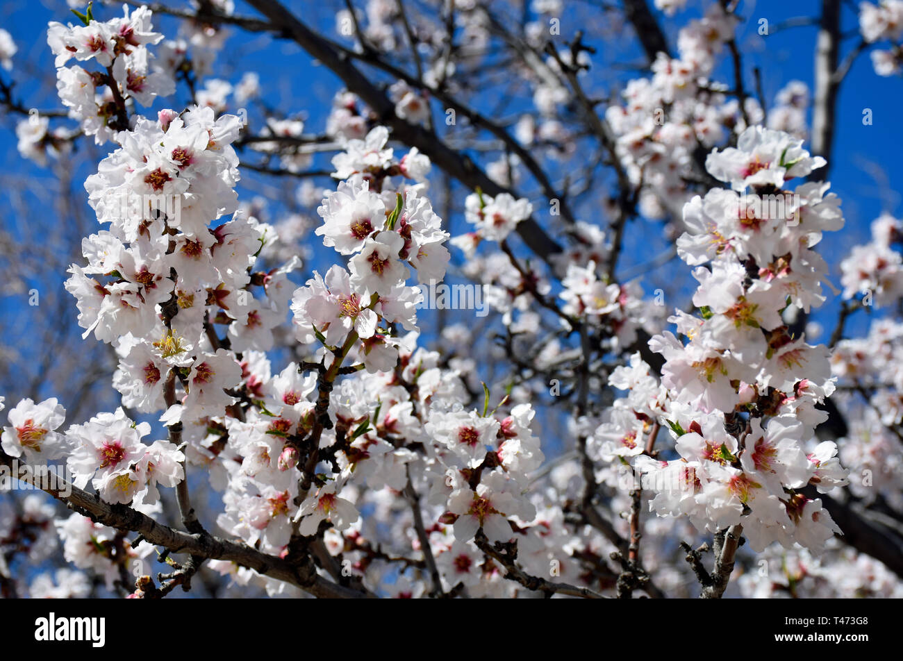 White Cherry Blossom Tree Stock Photo Alamy