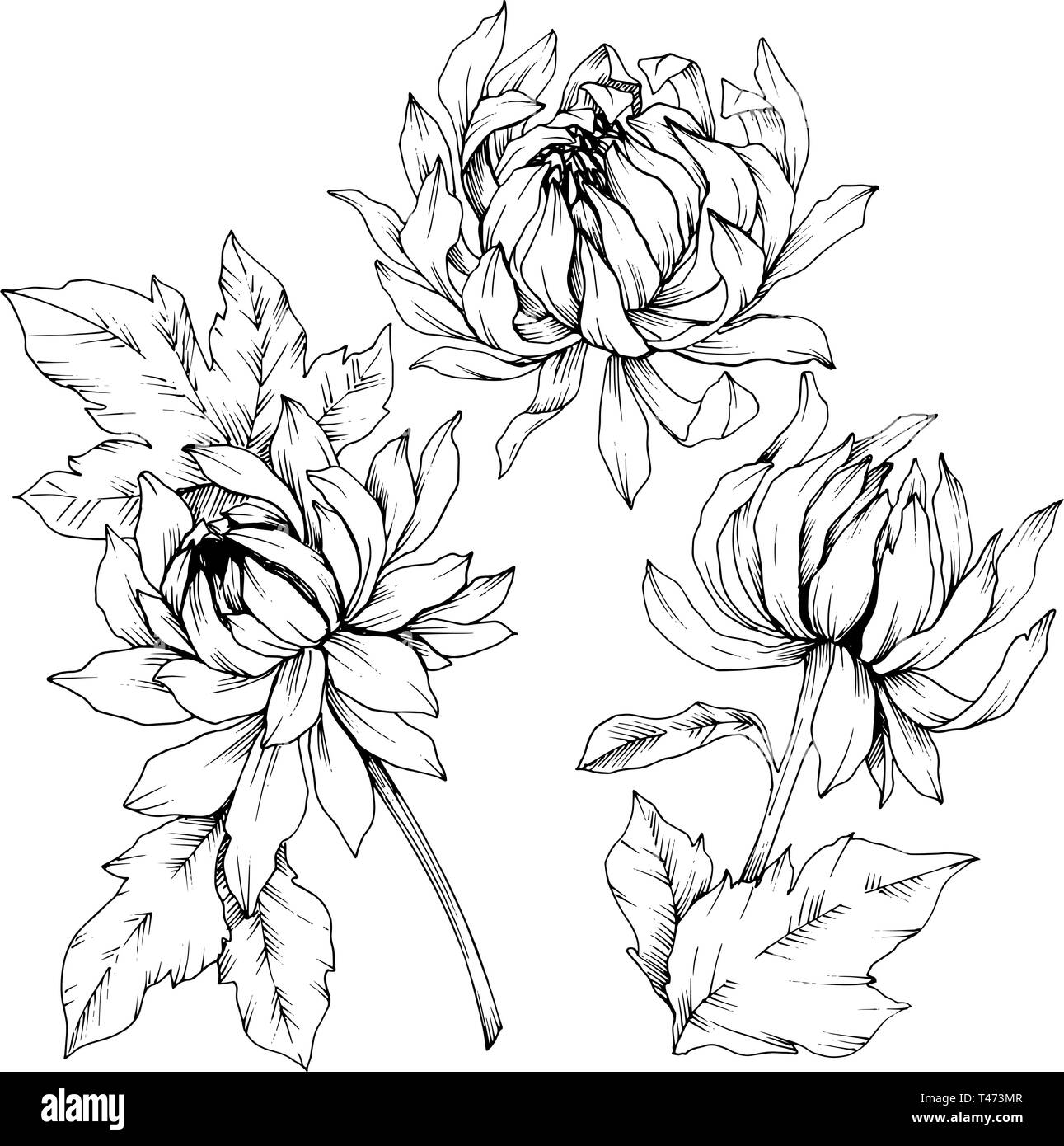 Vector Chrysanthemum floral botanical flowers. Black and white engraved ink art. Isolated flower illustration element. Stock Vector