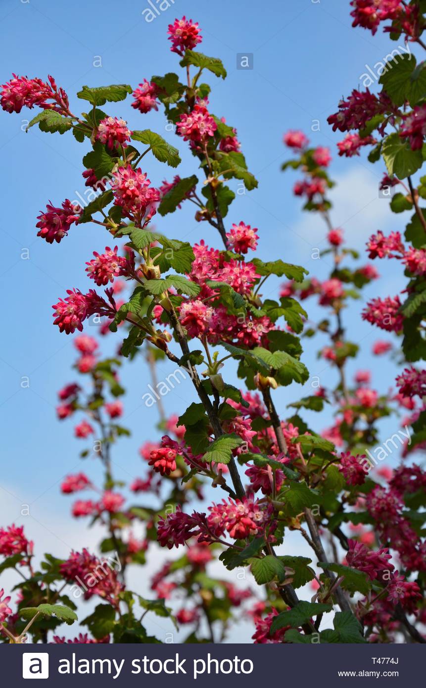 A Domestic Plant Called Red Flowering Currant Ribes Sanguineum In Bavaria Germany Sunny Blue Sky Blossoms Leaves Garden Decoration Season Stock Photo Alamy