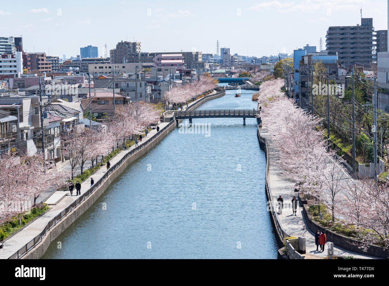 Shinkawa 1000 Sakura Edogawa Ku Tokyo Japan Stock Photo Alamy Shinkawa 1000 Sakura Edogawa Ku Tokyo Japan Stock Photo Alamy