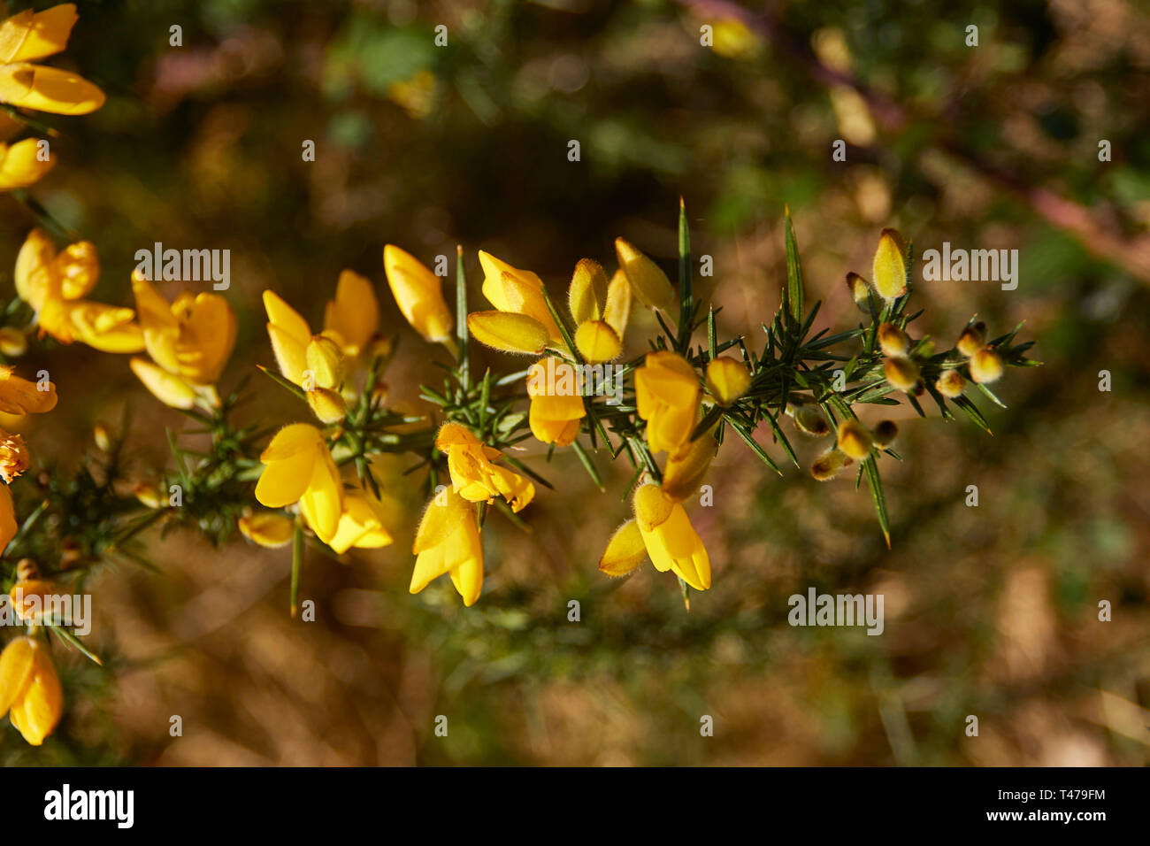 Striking yellow gorse flower in the spring sunshine. London, England