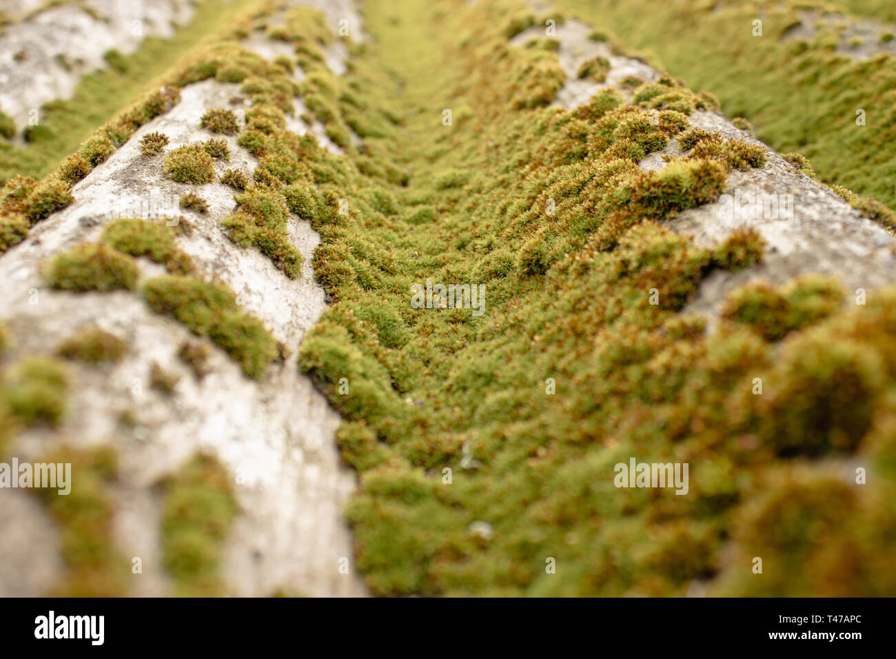 Krisha covered with green moss. Closeup of moss. Stock Photo