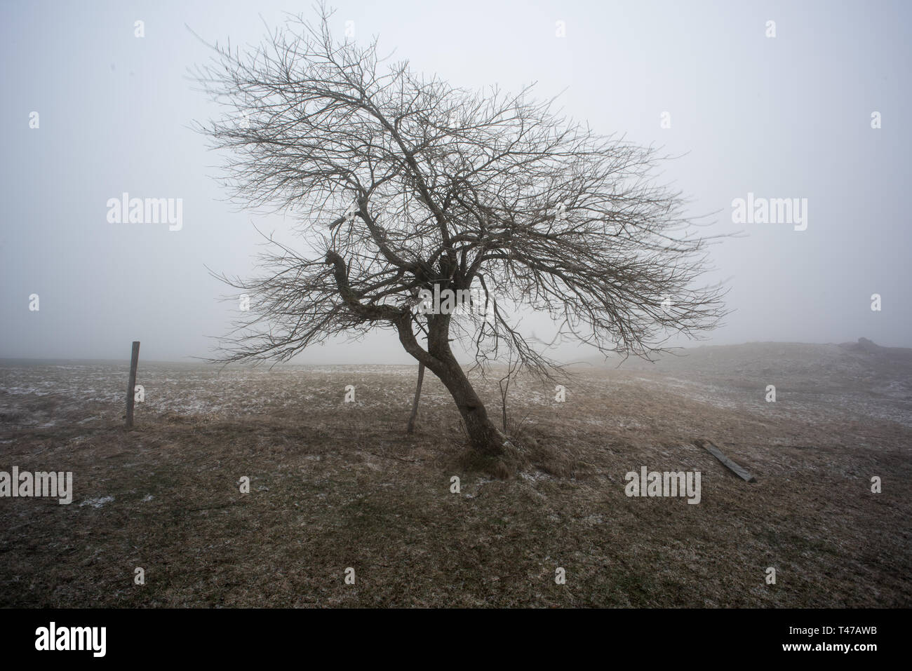lonely tree in a fog landscape Stock Photo - Alamy