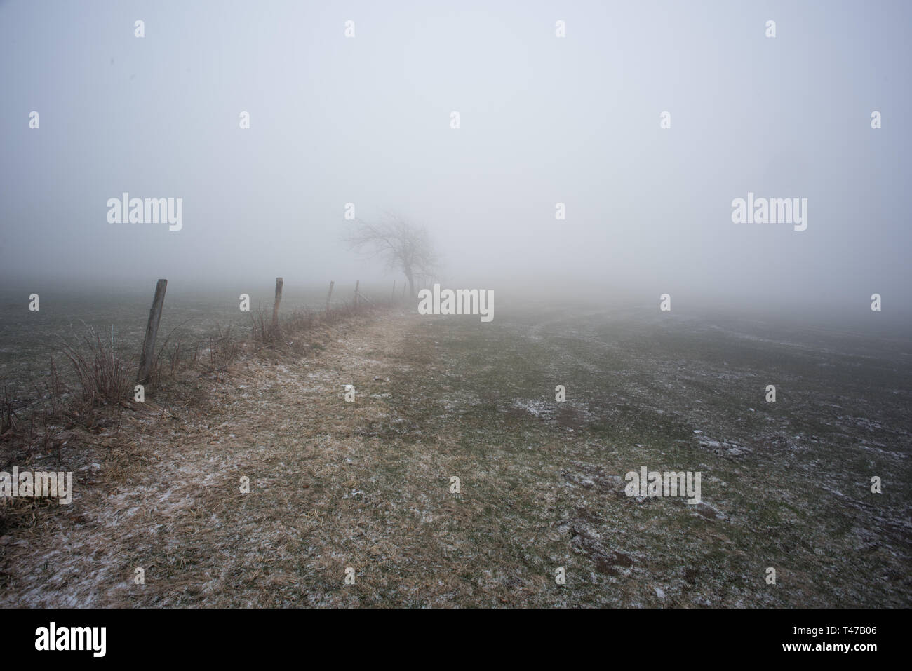 lonely tree in a fog landscape Stock Photo - Alamy