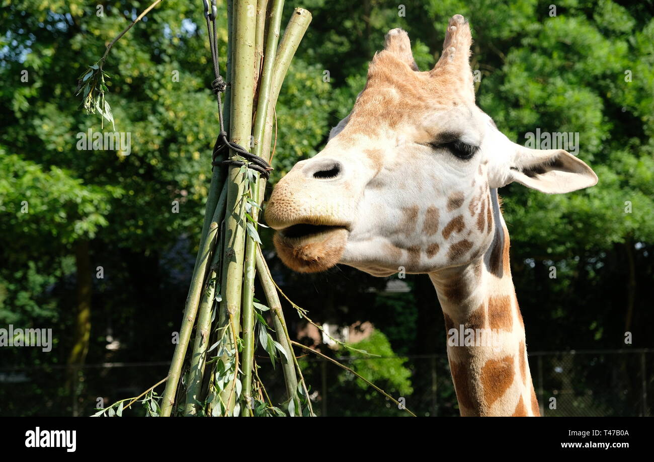 African Giraffe Giraffa camelopardalis. The giraffe is the tallest land mammal in the world. Giraffes are herbivores, eating leaves off trees. Stock Photo