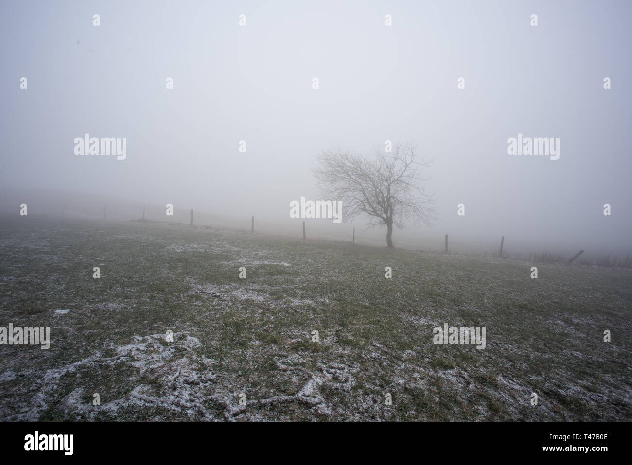 lonely tree in a fog landscape Stock Photo - Alamy