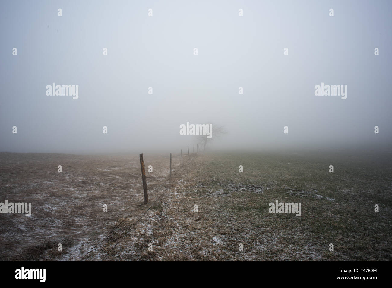 lonely tree in a fog landscape Stock Photo