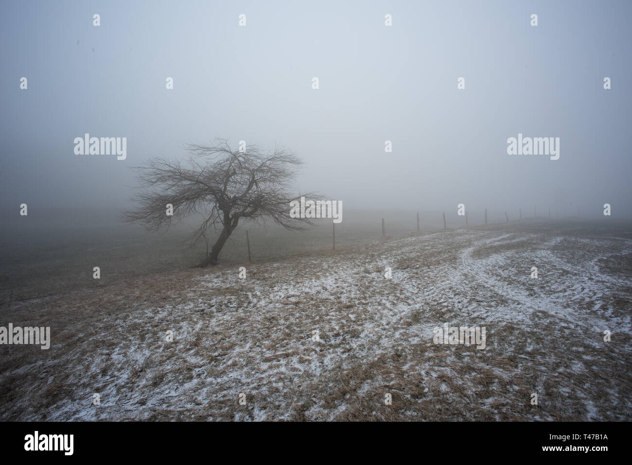 lonely tree in a fog landscape Stock Photo - Alamy