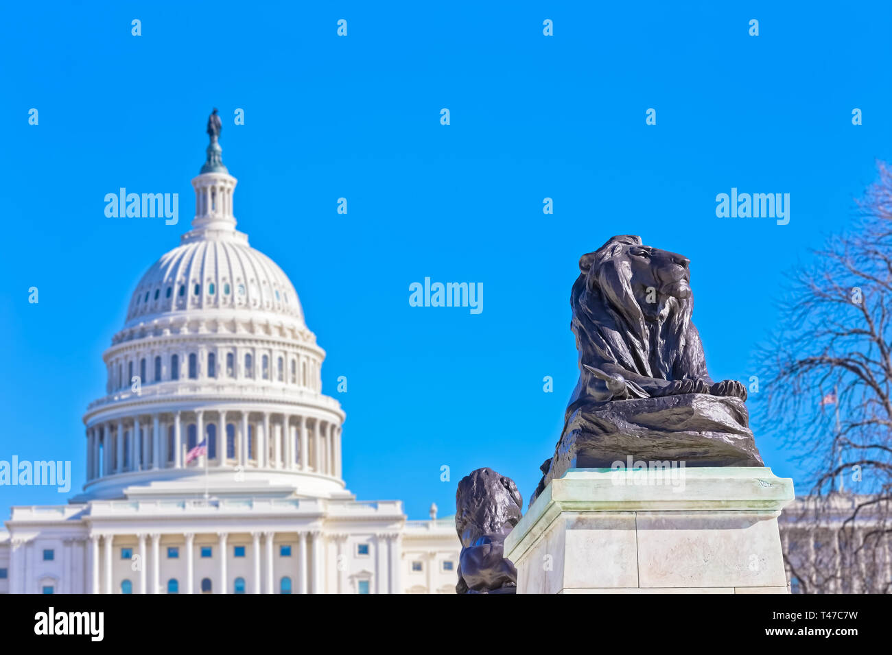 Bronze lion statue monument in Washington DC USA Stock Photo Alamy