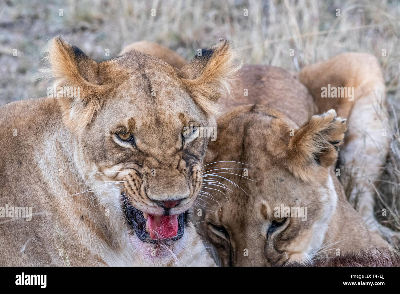 Flesh eating animals hires stock photography and images Alamy