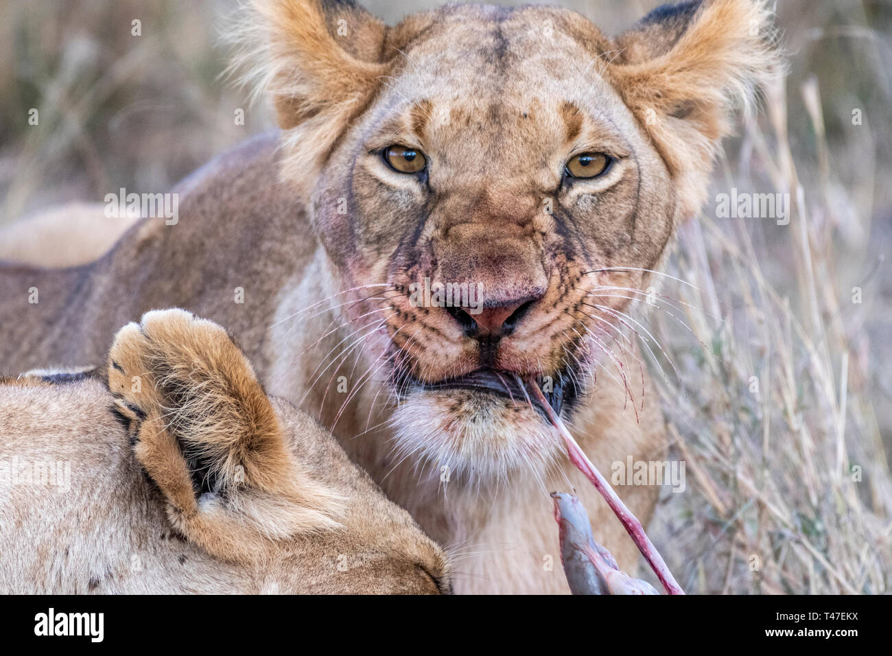 Two lioness eating the flesh of waterbuck in Maasai Mara triangle after hunting Stock Photo Alamy