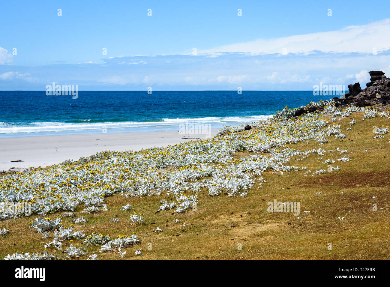 Tourist destination landscape, West Falkland island beach scene with yellow sea cabbage on grassy hill side, Falkland Islands Stock Photo