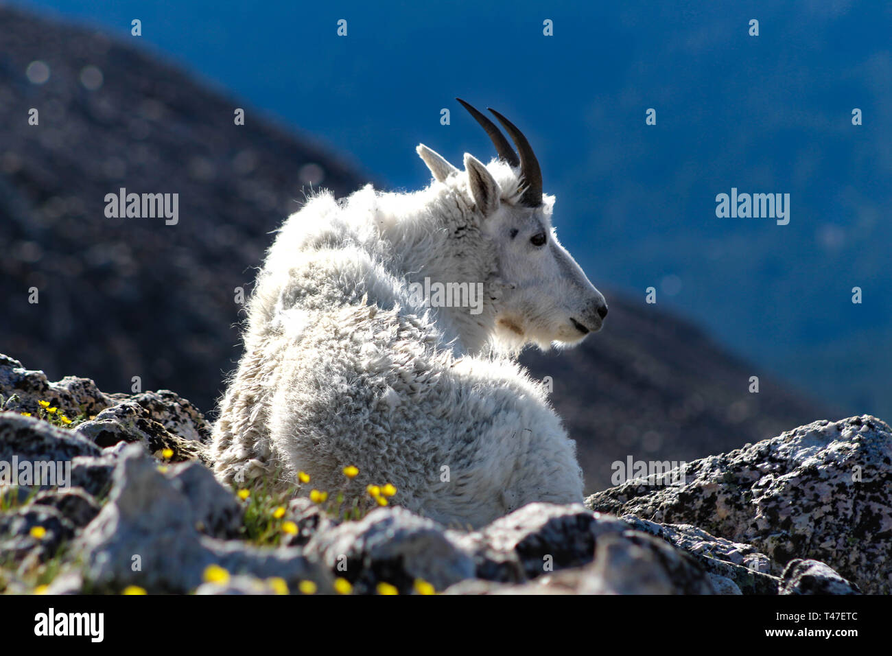 Mountain goat lying on slope of Quandary Peak Stock Photo