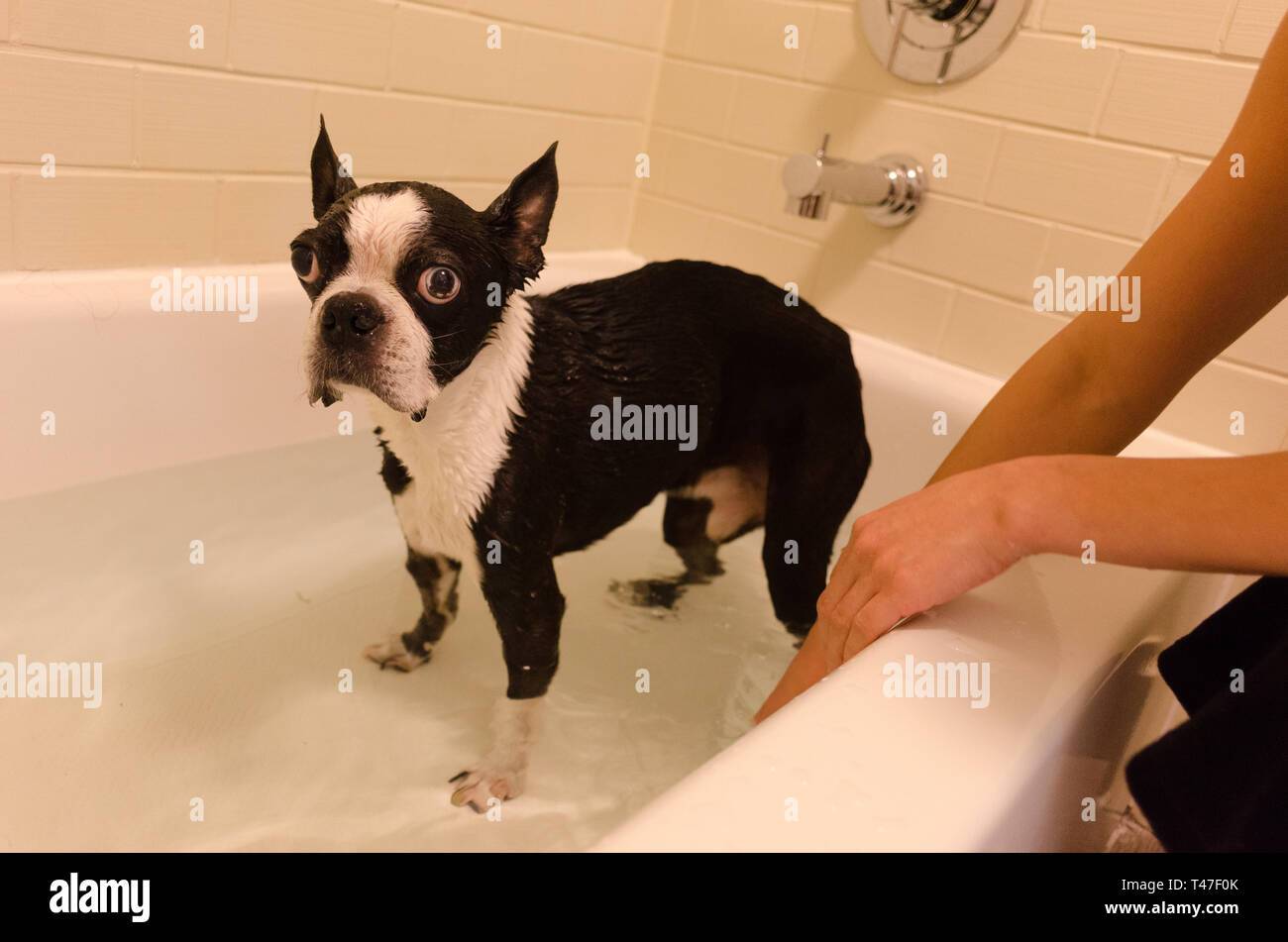 A Boston Terrier in the bathtub Stock Photo