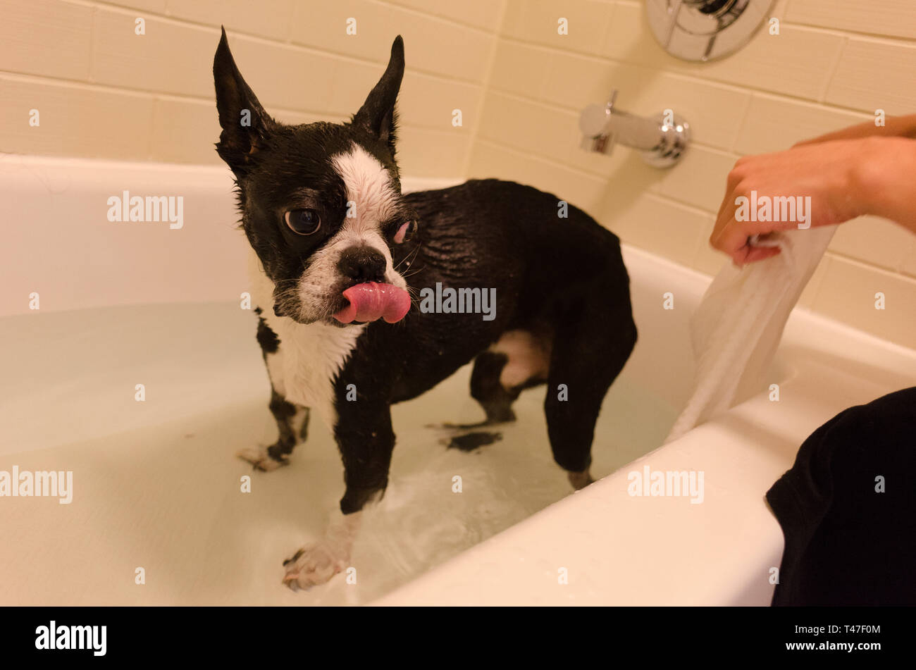 How To Bathe A Boston Terrier