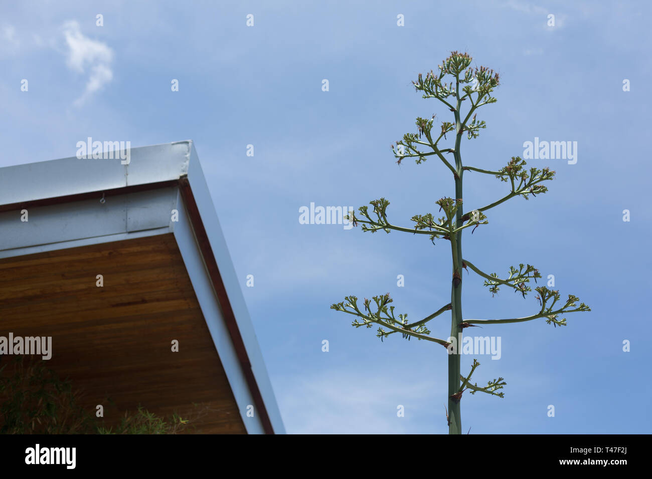 Blooming agave plants in Austin, Texas Stock Photo Alamy
