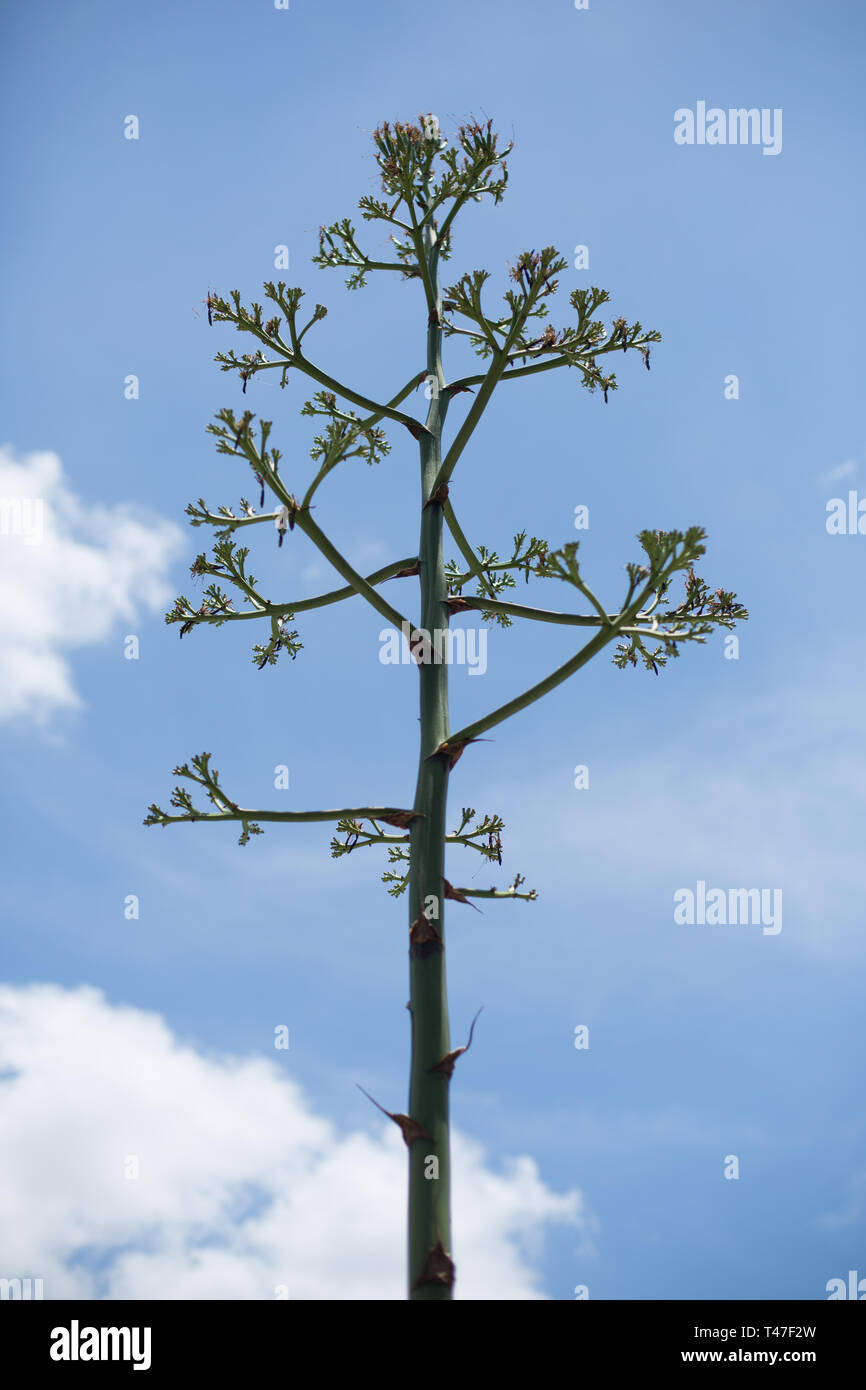 Blooming agave plants in Austin, Texas Stock Photo