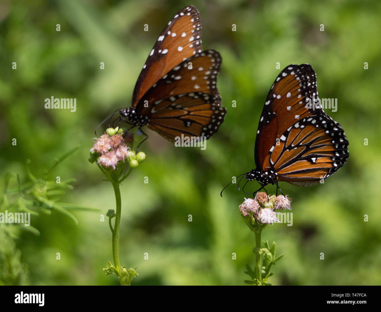 Monarch butterflies feed on floewrs in Austin, Texas Stock Photo Alamy