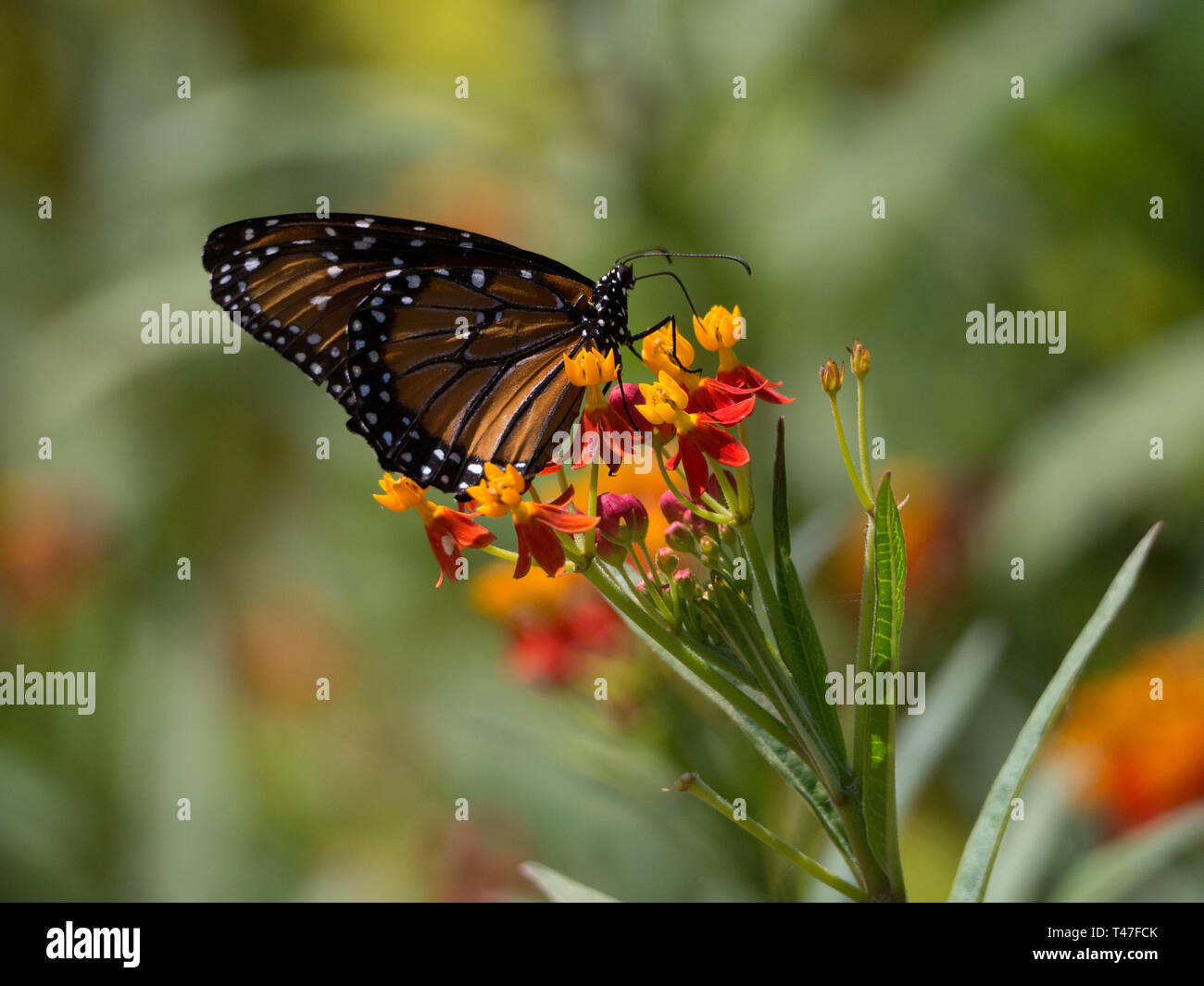 Monarch butterflies feed on floewrs in Austin, Texas Stock Photo